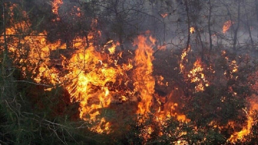 والي جندوبة ل "الحصري": الجهود متواصل للسيطرة على حريق غابة ملولة بطبرقة